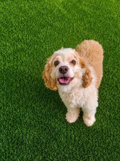 AnimaLancaster's tweet photo. #A5782024
Male, tan Cocker Spaniel
6 years old.
https://t.co/Djx3f70gab https://t.co/Q0BTHAZqKv