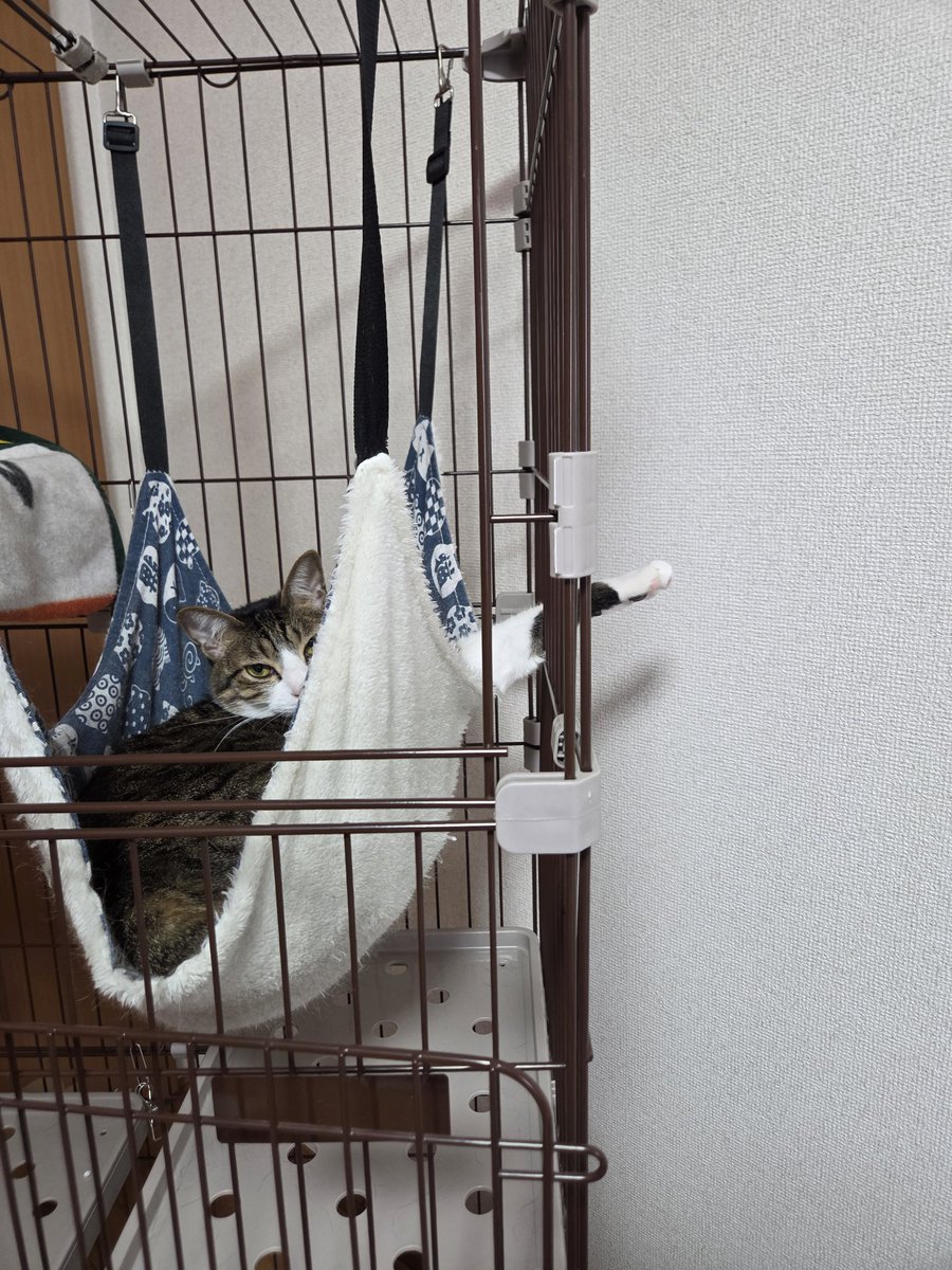 Rinderon_'s tweet photo. 今日の猫 https://t.co/aoxJYKsWu4