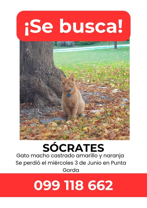 Mikamagic80's tweet photo. Otro gatito perdido
Loco, ellos son felices en la casa, no los dejen salir solos, es impresionante como se pierden michis y perris https://t.co/A3k7S8G1TX