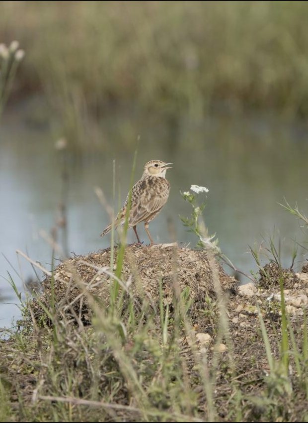 DiscXinjian's tweet photo. 📍100 Bird Species Recorded at Nanji Wetland in May

🐦In May 2026, the Nanji Wetland National Nature Reserve in Xinjian recorded 100 bird species and 1 mammal species. It shows an increase in summer resident species, while the numbers of migratory birds and passagers decreased. https://t.co/O66dBnSiyp