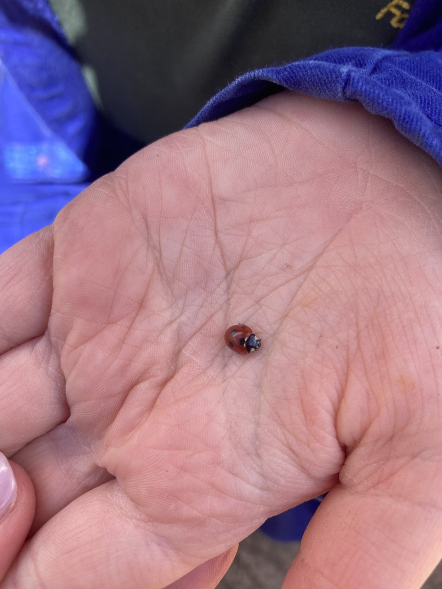 mvfsweb's tweet photo. This young person was lucky enough to get a close look at a ladybird and a bumblebee whilst doing our farm jobs this morning. #caringfortheenvironment https://t.co/Mo3fx0va6q