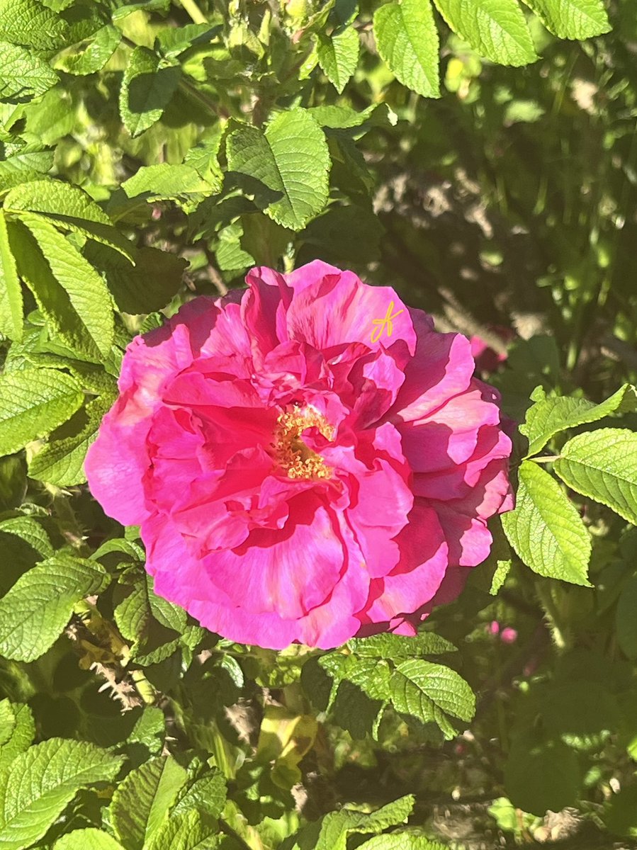 AllaKrymova's tweet photo. Floral mood🌸🌷🌼🌺🌸🌹🌞 https://t.co/R8B1xISwyP