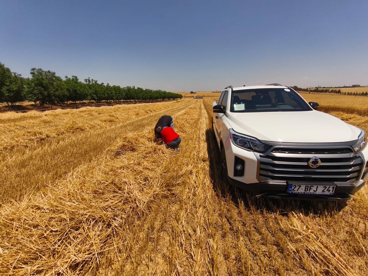 ceylanpinar_tom's tweet photo. 🌾🚜 Hasat Sezonunda Verim ve Kalite İçin Kontroller Devam Ediyor.
İlçe Müdürlüğümüz teknik personelleri tarafından hububat hasadının yoğun olarak devam ettiği tarım alanlarında biçerdöver kontrolleri ve hasat denetimleri gerçekleştirilmektedir.
Yapılan kontrollerde; dane kayıplarının en aza indirilmesi, ürün kalitesinin korunması, biçerdöver ayarlarının uygunluğu ve operatör belgeleri titizlikle incelenmektedir.
Üreticilerimizin bir yıllık emeğinin korunması, verim kayıplarının önlenmesi ve güvenli hasat çalışmalarının sürdürülmesi amacıyla denetimlerimiz hasat sezonu boyunca devam edecektir.
Tüm üreticilerimize bereketli, kazasız ve verimli bir hasat dönemi dileriz.
@TCTarim 
@UrfaValiligi 
@Sanliurfatarim 
@MsalihsSt 
@cpkaymakamligi 
@Recaiiidogan