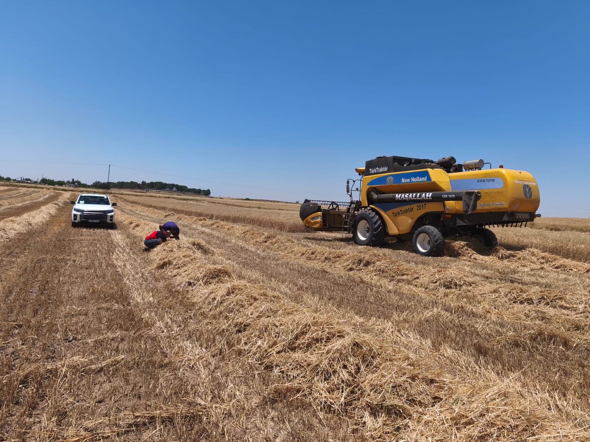 ceylanpinar_tom's tweet photo. 🌾🚜 Hasat Sezonunda Verim ve Kalite İçin Kontroller Devam Ediyor.
İlçe Müdürlüğümüz teknik personelleri tarafından hububat hasadının yoğun olarak devam ettiği tarım alanlarında biçerdöver kontrolleri ve hasat denetimleri gerçekleştirilmektedir.
Yapılan kontrollerde; dane kayıplarının en aza indirilmesi, ürün kalitesinin korunması, biçerdöver ayarlarının uygunluğu ve operatör belgeleri titizlikle incelenmektedir.
Üreticilerimizin bir yıllık emeğinin korunması, verim kayıplarının önlenmesi ve güvenli hasat çalışmalarının sürdürülmesi amacıyla denetimlerimiz hasat sezonu boyunca devam edecektir.
Tüm üreticilerimize bereketli, kazasız ve verimli bir hasat dönemi dileriz.
@TCTarim 
@UrfaValiligi 
@Sanliurfatarim 
@MsalihsSt 
@cpkaymakamligi 
@Recaiiidogan