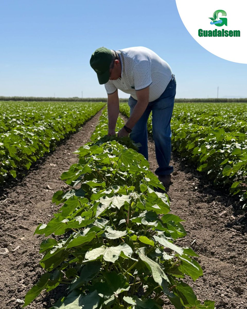 guadalsem's tweet photo. En Guadalsem, detrás de cada parcela con un aspecto espectacular hay mucho más que una buena variedad: hay conocimiento, seguimiento y compromiso en cada visita. https://t.co/NgwkvnaRpO