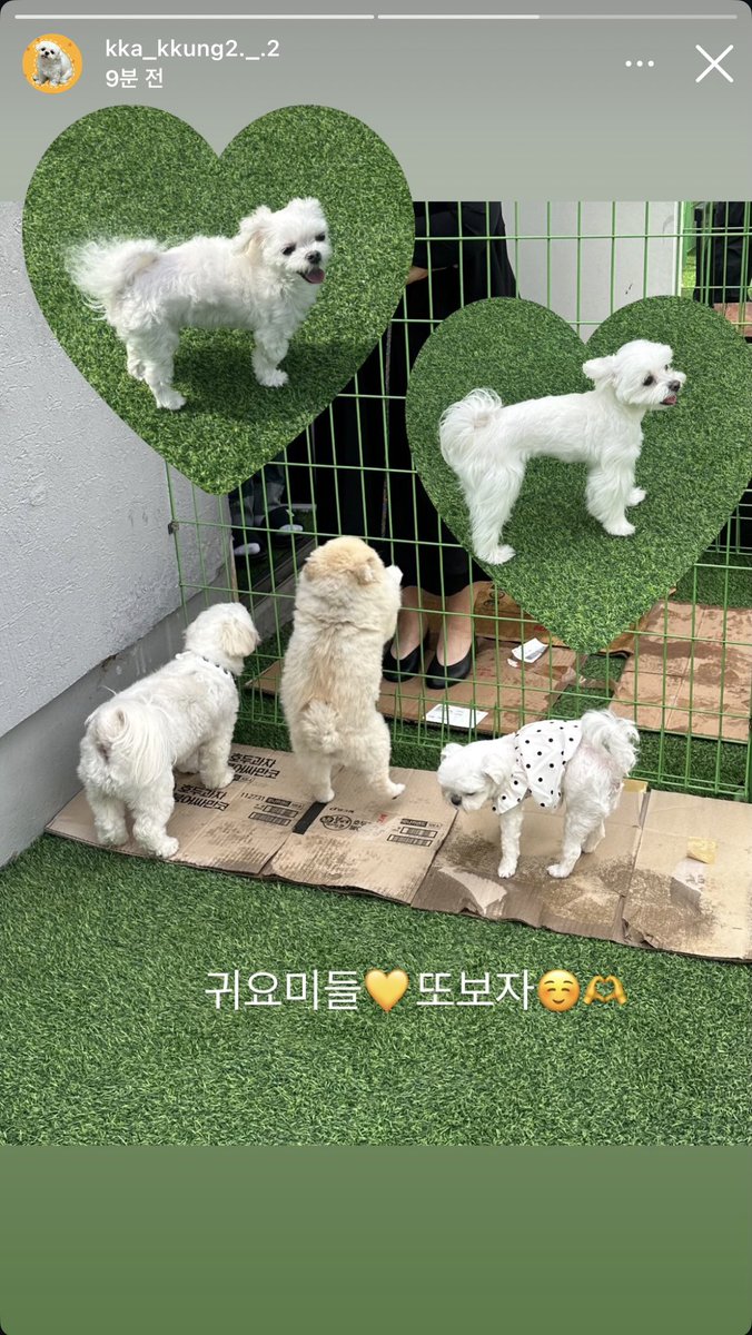 zzangdae11's tweet photo. 까꿍이 인스타스토리에 한견생명이다 🐶.ᐟ.ᐟ

까꿍이 분리되기 전인가 바 ㅋㅋ https://t.co/npGXx2W1f0