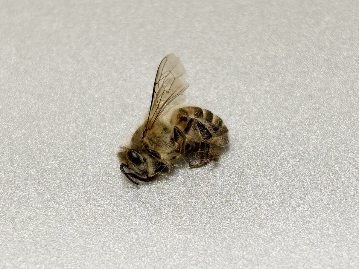 isurusescheri's tweet photo. １匹落ちてたので
「確か翅脈のどっか観るとニホンミツバチとセイヨウミツバチを決定的に見分ける何かがあったよね」と・・・。

この突起が有るのがニホンミツバチの証らしい。 https://t.co/cL1aoEp8Uk