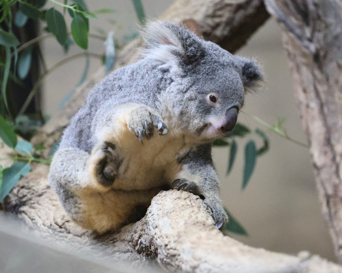 かいかい おもちちゃん🐨🐾 ＃東山動植物園 ＃コアラ