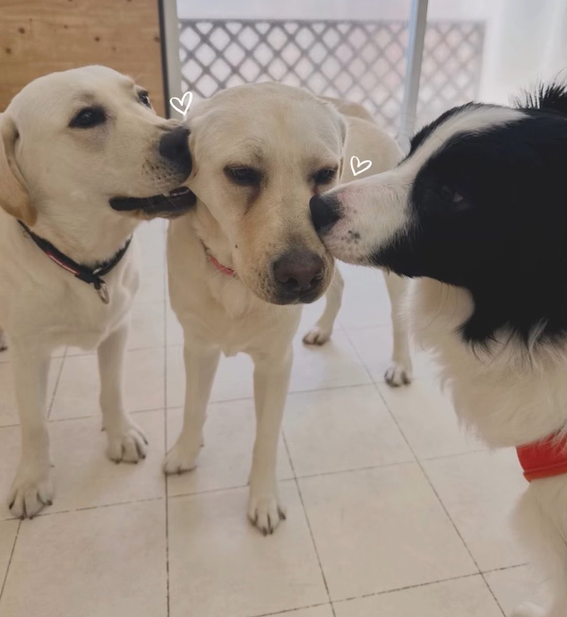 kinokoree's tweet photo. 保育園のインスタに見ると
いつもこの子に絡んでる
犬界にも「いつもの仲のいいお友達」みたいな感覚あったりするのかなカワヨ https://t.co/TxQNZxvAm7