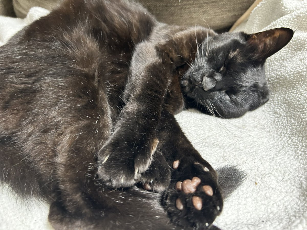 Natotose's tweet photo. この寝顔と🐾守りたい https://t.co/AqnoS33BXX