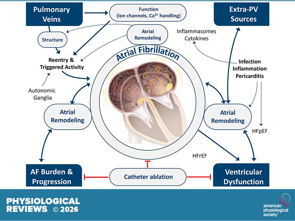 Physiological Reviews tweet media