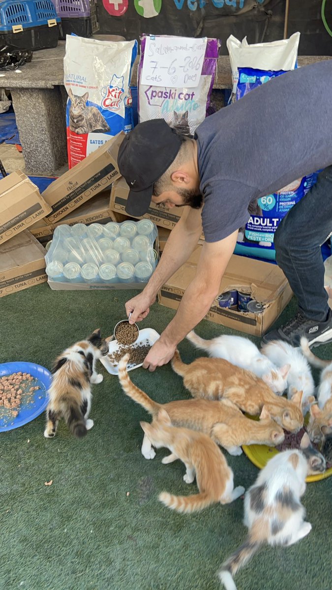 RescueCare's tweet photo. To our amazing friends who always stand by us: Thank you 🙏💖✨🌸 Amidst the rubble and heartbreak of Gaza, some refuse to let mercy die.💔 We fed innocent, voiceless souls who have nowhere else to turn. We’ve paid half our debt, but $560 is still owed to the shopkeeper.😿😩💔Saving them is a triumph for humanity in these harsh times. Every dollar counts.😔Please help us pay the rest.😭🙏🐾🆘💞
PayPal: https://t.co/Lzv7nazr6v
GFM: https://t.co/MKk58SRPaQ
 #Gaza #GazaPrevails #AnimalRescue #ThankYou