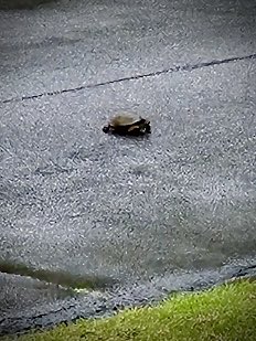 MyBellMichelle3's tweet photo. @VaissanS @HgLoew Good Morning ☀️ My turtle contribution this fine morning is this little guy. Came all the way from the lake across the street to feast in my front yard after the rain yesterday. ( my daughter snapped the picture from her bedroom window ) https://t.co/VUFsXGbC9I