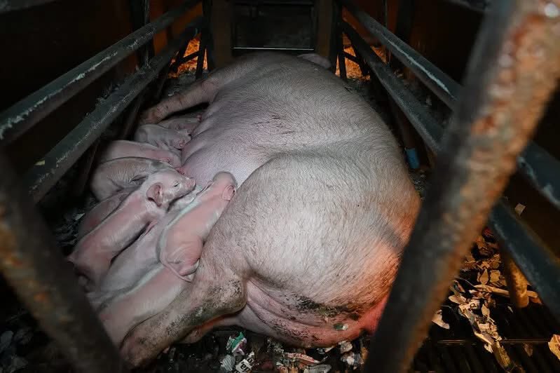 ShortnBluntTho's tweet photo. “In her natural habitat, before she gives birth the mother pig builds a large nest to protect her young, she is very careful about both the quality of the nest and its location, in some instances she may walk for three to six miles to find a suitable place to construct her nest, https://t.co/N6zYtrXUIa