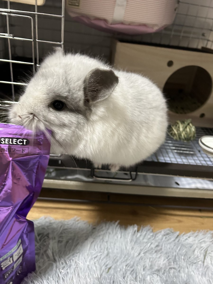 marosukecom's tweet photo. すべてに前のめりなチンチラ https://t.co/Cbyo13tSV6