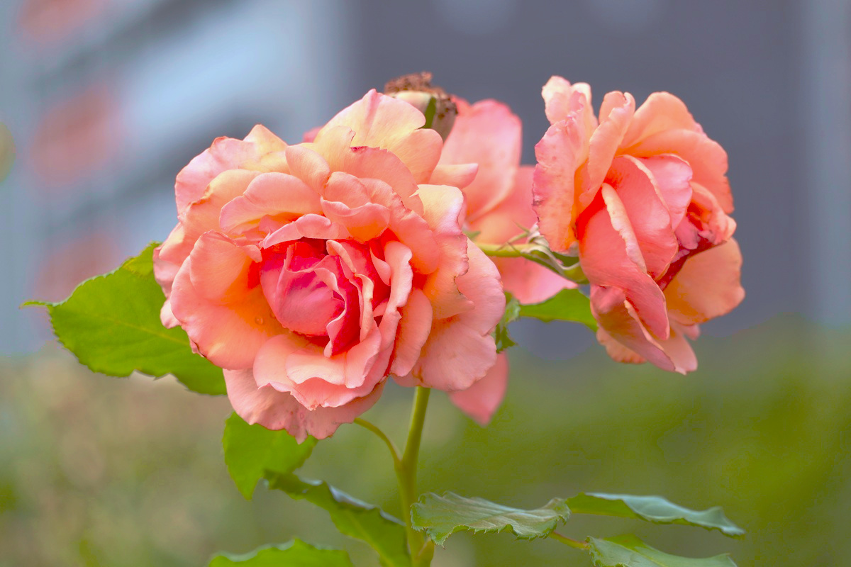 23日、大船フラワーセンターで撮った薔薇、フレグラントアプリコットです♪