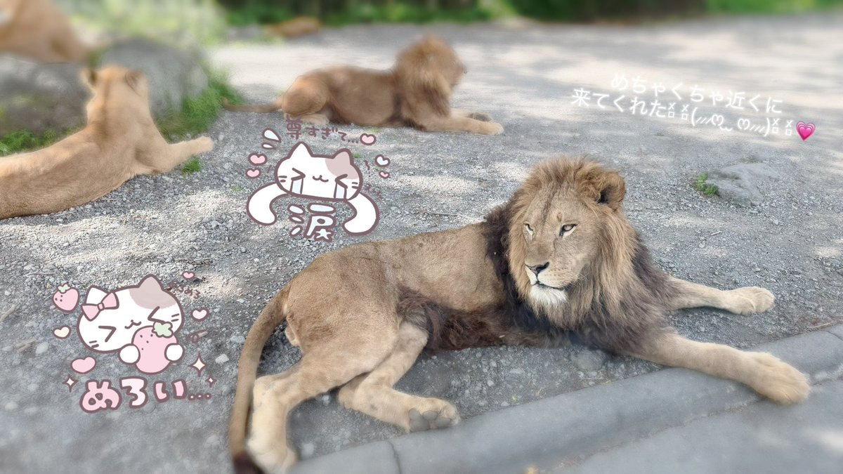 3hachan's tweet photo. ホビ垢アウトドア本気部^⩌ ̫ ⩌^👍🏻🤍
in富士サファリパーク️🦁🍖⟡.· https://t.co/u4mSTVJaKG