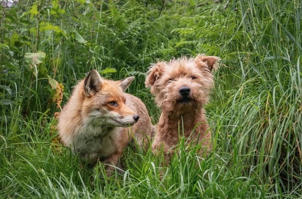 RichardBowler1's tweet photo. Double trouble, Rosie and Maddy life long friends, right up until Rosie the fox passed away aged 12. Even now Maddy still stops at the spot that we buried her.
#FoxOfTheDay https://t.co/65sxgP576W