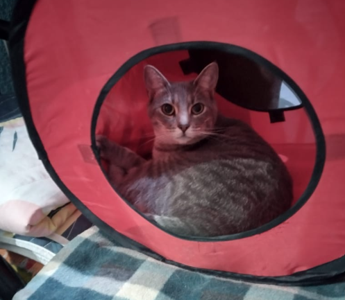 Marimaar20's tweet photo. Gatitos en adopción. Son madre e hija https://t.co/ito6T37AEd