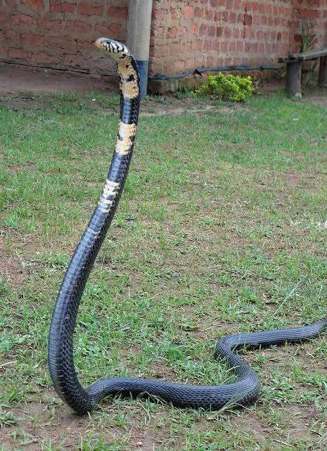 arojinle1's tweet photo. Forest cobra, the most dangerous snake in Nigeria, at the moment https://t.co/8uw3mkMyjQ