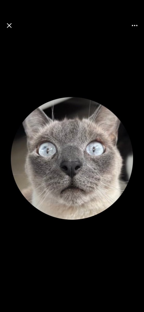 B2obyD's tweet photo. @_lokka_ T’as une photo de chat …. fin de la discussion ! https://t.co/uI7305of6A
