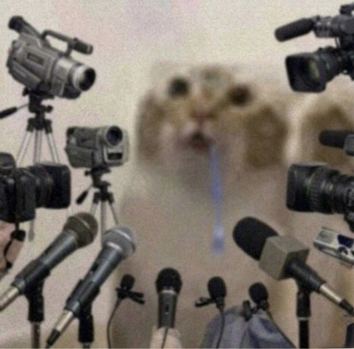 drooling cat tweet media