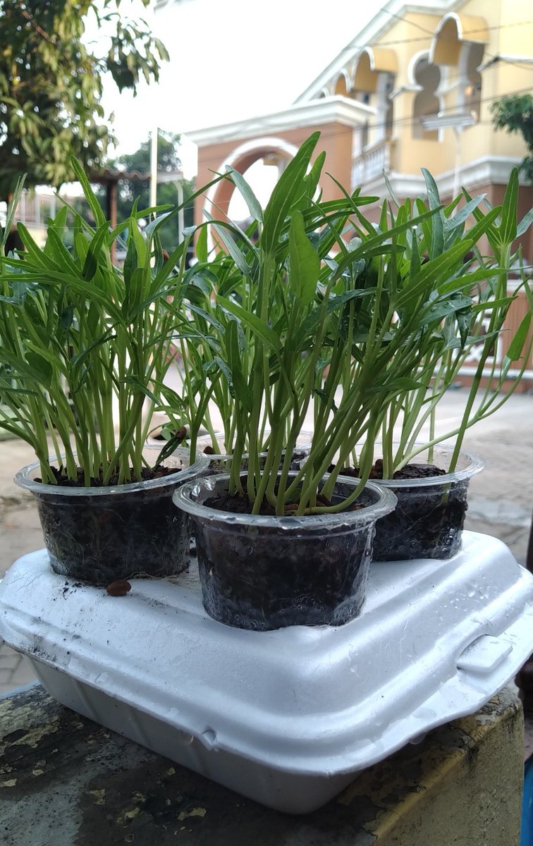 UrbanFarmerID's tweet photo. Misi akun ini sederhana.

Membuktikan bahwa lahan sempit bukan alasan untuk berhenti menanam https://t.co/gdw8lrKWFE