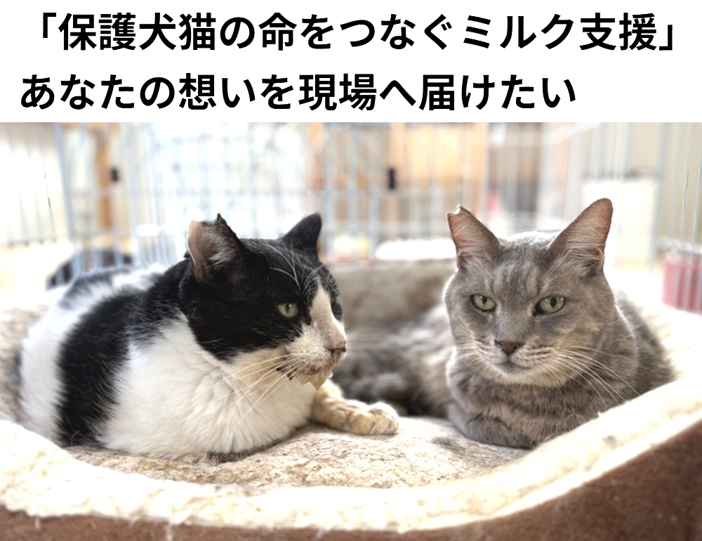 shu_ota2's tweet photo. 🆘#拡散希望🆘
【「保護犬猫の命をつなぐミルク支援」あなたの想いを現場へ届けたい】への御支援お願いします🙇‍♂️
↓
https://t.co/QXQB6mIoZb

残り18日で、達成率32%(残り10万1千円)と、厳しい状況です！
達成率が100%に達しないと支援金を受取る事が出来ません。

ご協力お願いします🙇‍♂️ https://t.co/VlZTgAXlHk