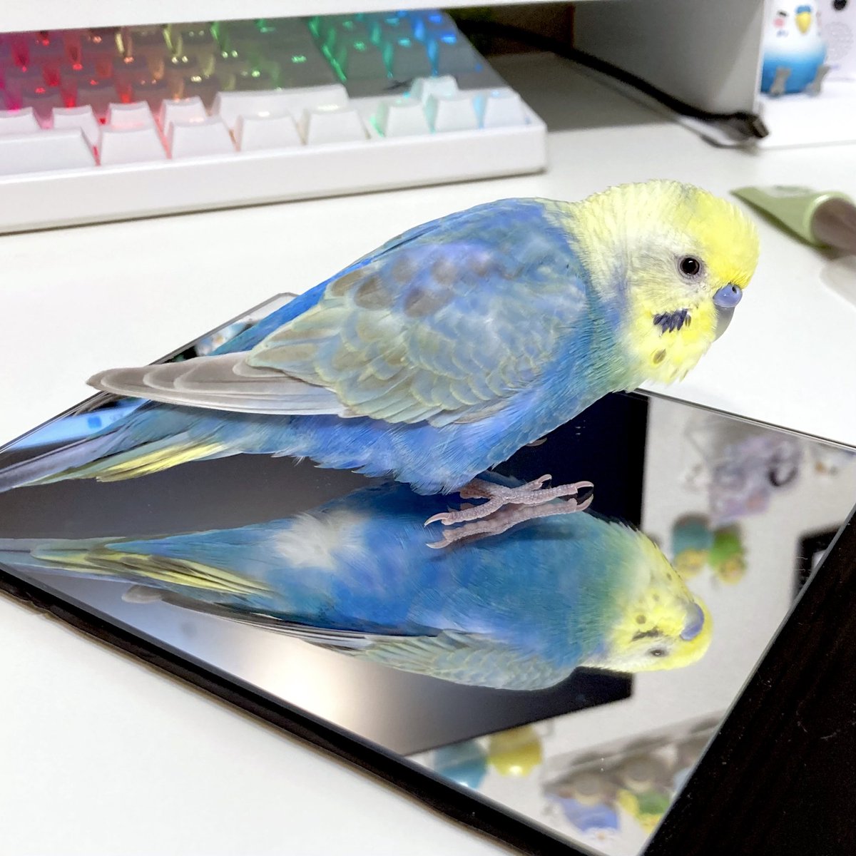 97unisuke's tweet photo. かわいいね https://t.co/wL5snkyIzK
