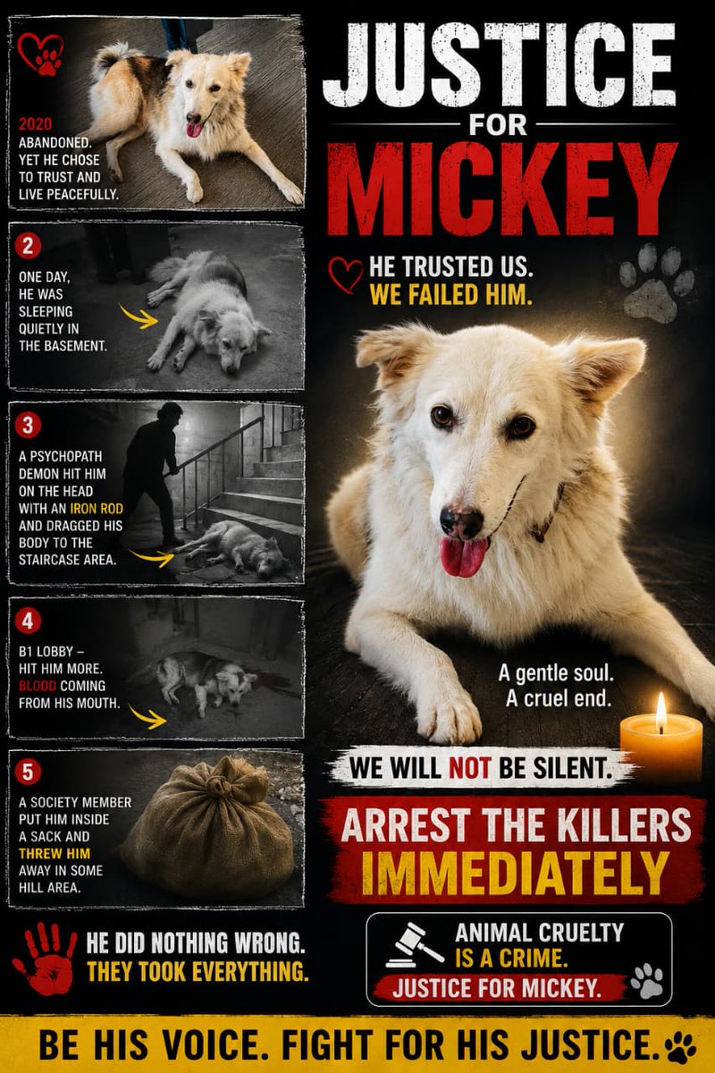 pawsunmute's tweet photo. Mickey was not attacking or threatening anyone. 
He was just a community dog trusting humans, only to be murdered in cold blood.
@iamsonalibendre @TheRupali
#JusticeForMickey #SaveIndianDogs #AmendPCA
https://t.co/3cIOwJB91E https://t.co/QJIdd343Oe