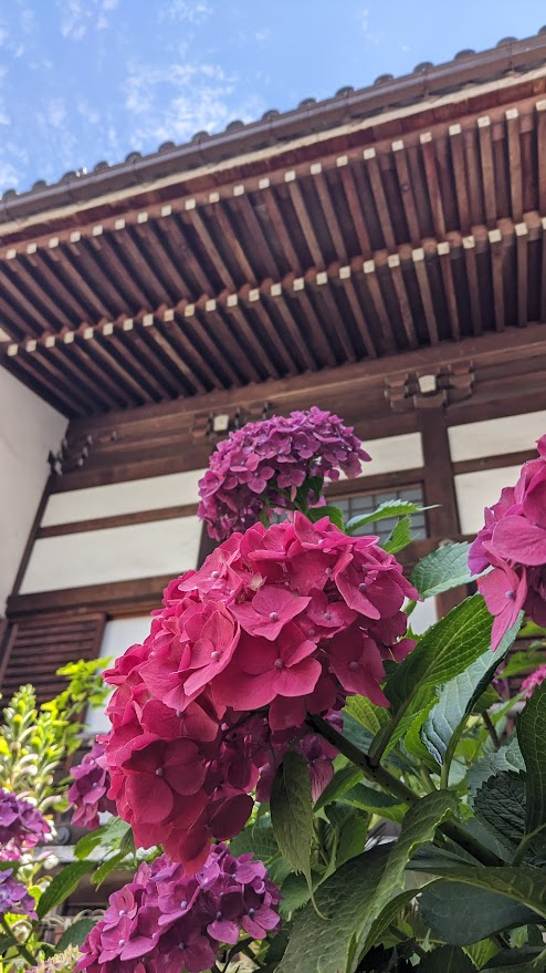 これを見た人は無言で去年の6月の写真を貼る 赤・ピンクで4枚揃えてみ