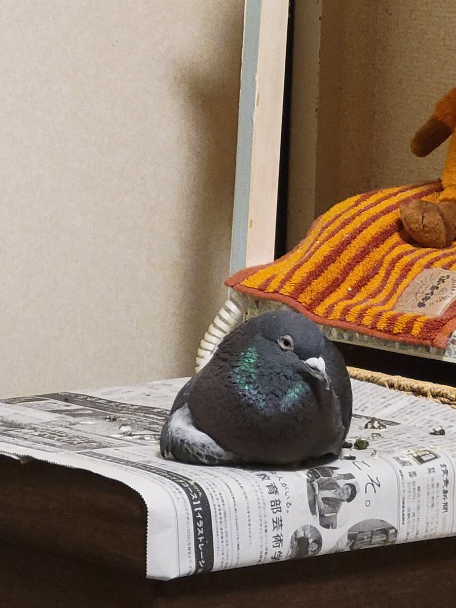 04210907's tweet photo. 鳩がこうなるのは充分承知だけどくつろぎ過ぎじゃねぇ(笑) https://t.co/Fsa5mnOjH5