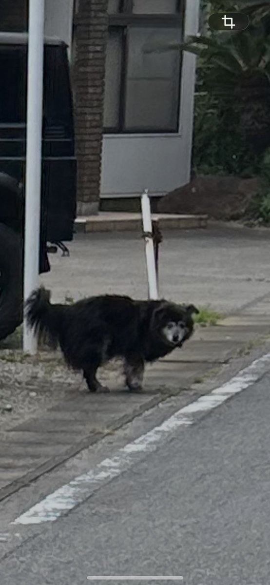 atorie2kai_ane's tweet photo. #千葉県　#迷い犬　#古市場
【再掲です】
迷い犬なのか、首輪をつけたワンちゃんを見かけました。
連れて帰ることはできなかったのですが、もしお心当たりのある方がいらっしゃいましたら、詳しい場所をお伝えしようと思っています。

もしかしたら、迷ってないのかも💦車で通り過ぎたのですが、心配で https://t.co/8EMUNZ898L