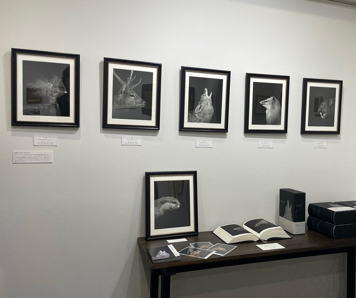 infoloeil's tweet photo. 【方舟の動物たち展ー作家・作品紹介】
👤村松桂　作品・書籍
写真というメディアを通じて、記憶や夢の狭間にあるような静謐な光景を紡ぎ出す村松桂。
その村松が魅せられたのが、岡山県津山市にある私設博物館「つやま自然のふしぎ館」。 ワシントン条約以前の、今や入手不可能な鳥や動物など、800体を超える稀有な剥製が収蔵されており、全ての生物は平等であるとのキリスト教精神に基づき創設者自身の臓器が展示されていることでも知られています。 村松は、館の全面協力のもと収蔵される801体すべての剥製を撮影、写真集『Shapes of Wonder』を誕生させました。
かつて生きていた動物たちの存在の証を未来へ運ぶこの本自体が、まさに一隻の「方舟」に他なりません。

🦅本展では、この写真集『Shapes of Wonder』(サイン入り）の販売とともに、その中から厳選された6点の作品を額装し、展示販売いたしております。

作品および書籍に関するお問い合わせは、メールで承ります。

📍 方舟の動物たち展 会期：2026年6月6日(土)～21日(日) ※水・木休廊 時間：13:00-18:00 会場：ギャラリーロイユ（元町駅徒歩3分）