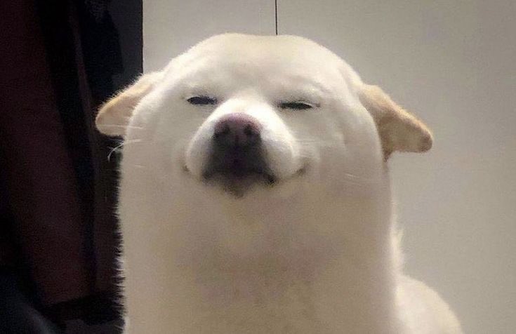 irochan_fart's tweet photo. While you rotate your dust from one fresh scam to another, gentlemen hold the cultural heritage of the blockchain. $IROCHAN is page one in the history of the ultimate gas phenomenon. A historical gem for those who know 🐕💨

CA: G7kAqgCBKd7BFGrzcYBGJDPhaHXydeyhZJ46cuZwpump https://t.co/PJK5rCSwH8