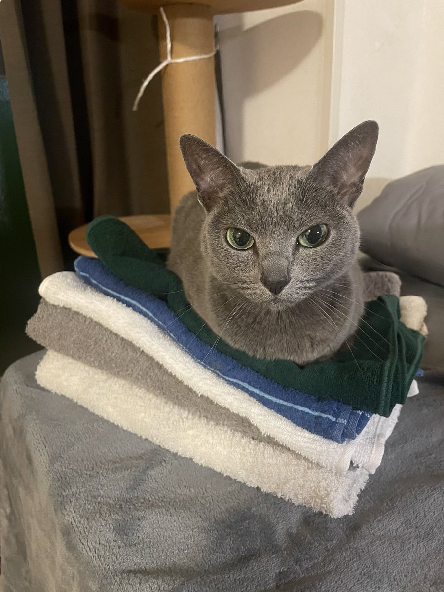 ishi_jun_jun's tweet photo. 畳んだタオルに乗ってしまったむーちー🐈‍⬛かわいいから許す😍 https://t.co/CbtAzpIVV9