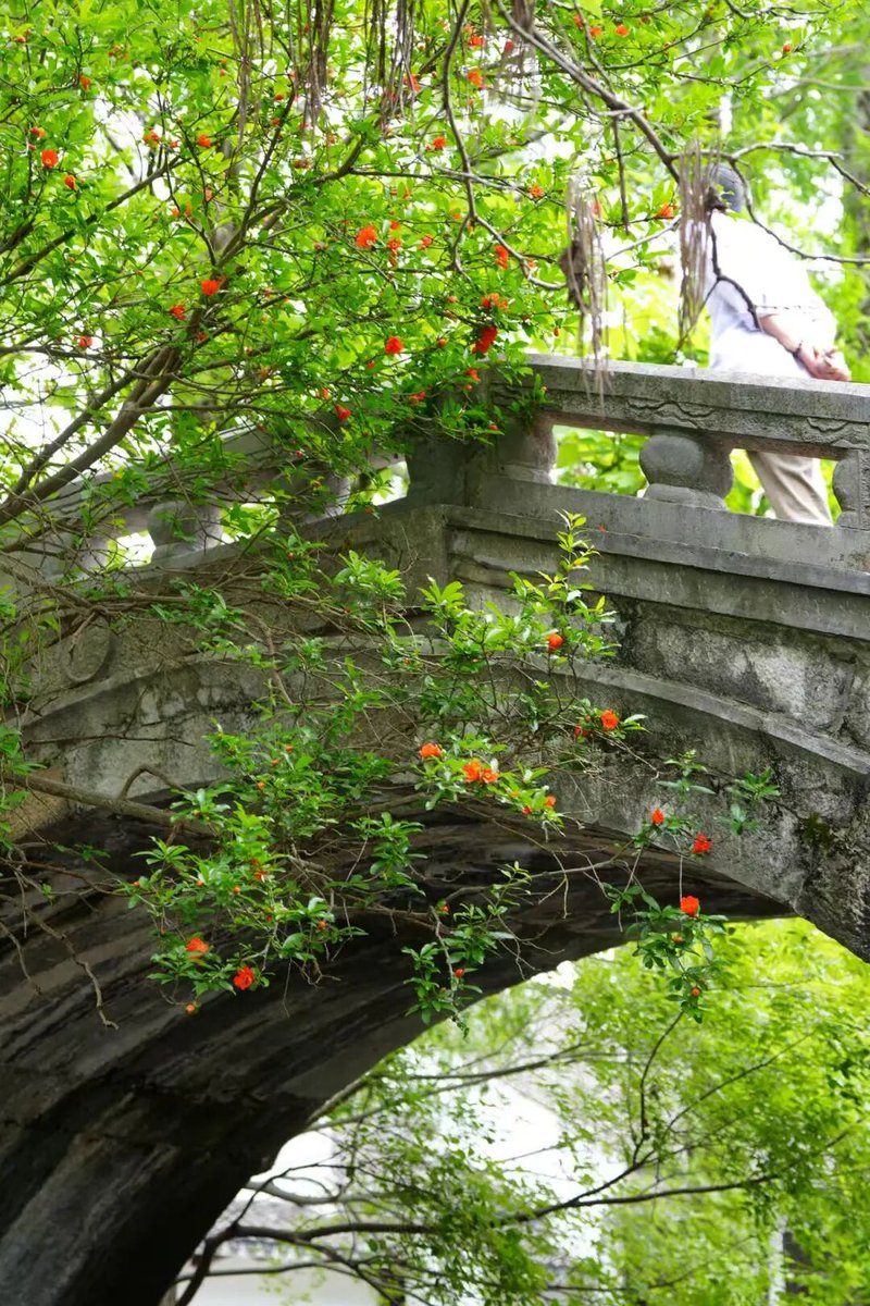 QingpuShanghai's tweet photo. #GreenQingpu In Liantang, pomegranate blossoms are now in full bloom, their bright red petals standing out against the lush green leaves. Standing by the riverside, visitors can see vivid blossoms dotting the dense foliage, a traditional symbol of good #fortune in Chinese culture, adding a poetic touch to the summer charm of this ancient town. #flower #nature