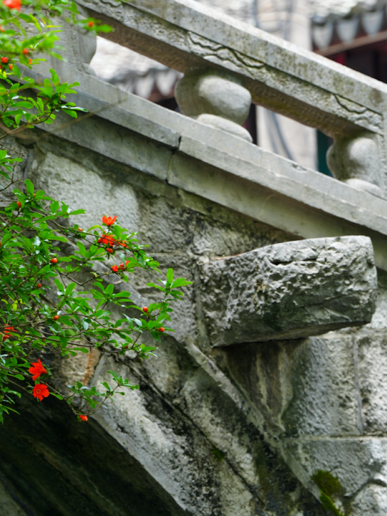 QingpuShanghai's tweet photo. #GreenQingpu In Liantang, pomegranate blossoms are now in full bloom, their bright red petals standing out against the lush green leaves. Standing by the riverside, visitors can see vivid blossoms dotting the dense foliage, a traditional symbol of good #fortune in Chinese culture, adding a poetic touch to the summer charm of this ancient town. #flower #nature