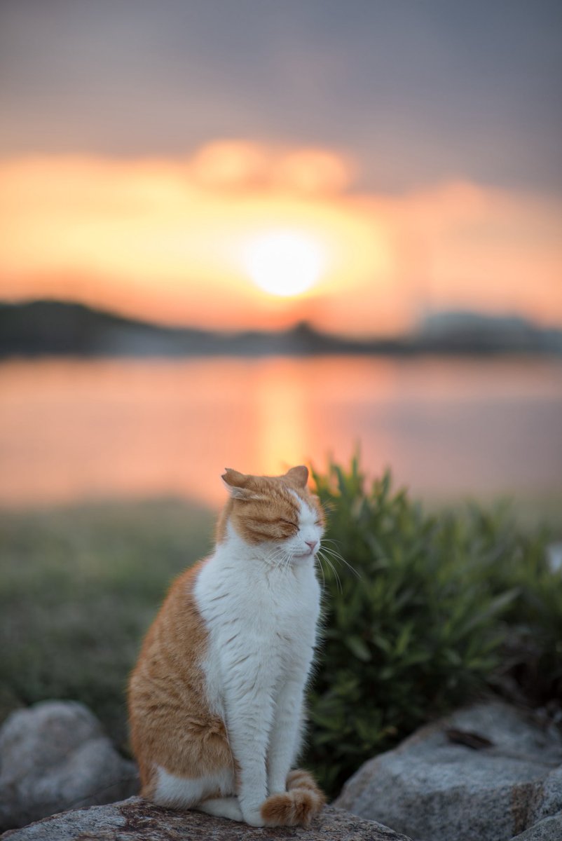 bluebirdjourney's tweet photo. 今日も夕焼けにゃんにゃん https://t.co/Hb7kQDijdZ