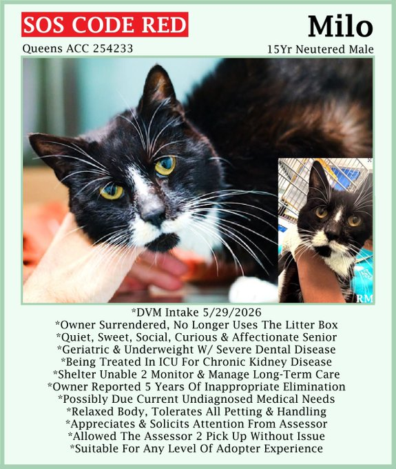 sachikoko's tweet photo. 🆘CODE RED🆘RELISTED TBK THU 6/11/26🆘🙏🏾PLZ SHARE🆘
🙏PLZ #PLEDGE 2 SAVE MY LIFE
💘Sweet 15YO #Senior Black & White Kitty "MILO"💘
😾💔Dumped 4 Litter Box Issues, Underweight W/ CKD
🚨Needs #Adoption #Rescue #Foster🚨
▶️254233 https://t.co/aq0GsdyV33
#Queens #NYCACC #Cat https://t.co/Pmcr3oEFqn