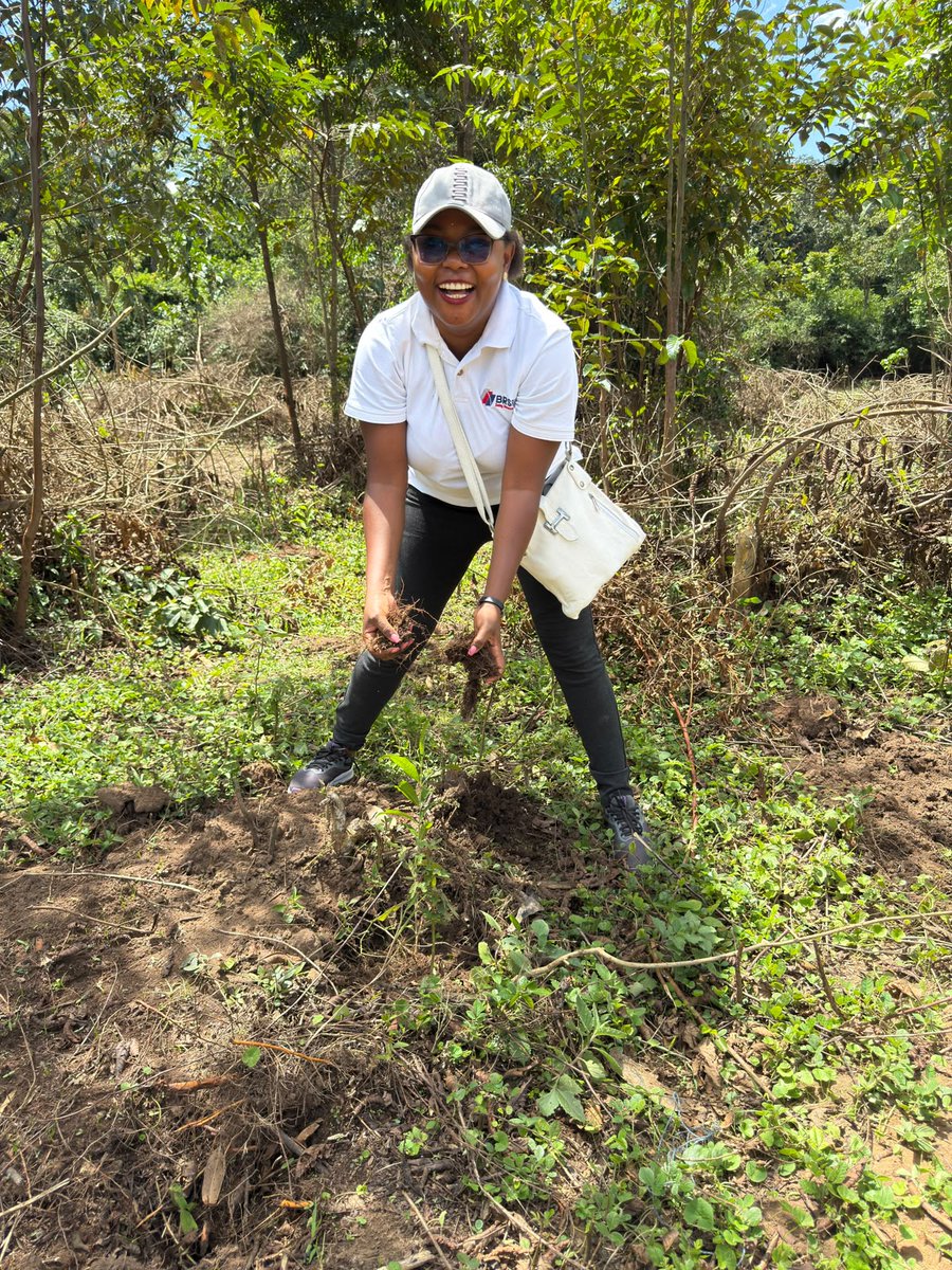 BRS_Kenya's tweet photo. 𝗕𝗥𝗦 𝗖𝗼𝗺𝗺𝗲𝗺𝗼𝗿𝗮𝘁𝗲𝘀 𝗪𝗼𝗿𝗹𝗱 𝗘𝗻𝘃𝗶𝗿𝗼𝗻𝗺𝗲𝗻𝘁 𝗗𝗮𝘆 𝗧𝗵𝗿𝗼𝘂𝗴𝗵 𝗧𝗿𝗲𝗲-𝗣𝗹𝗮𝗻𝘁𝗶𝗻𝗴 𝗜𝗻𝗶𝘁𝗶𝗮𝘁𝗶𝘃𝗲 𝗮𝘁 𝗞𝗮𝗸𝗮𝗺𝗲𝗴𝗮 𝗙𝗼𝗿𝗲𝘀𝘁

In commemoration of World Environment Day, themed “A Global Call for Climate Action,” which emphasizes accelerating urgent climate solutions, restoring ecosystems, and advancing a sustainable, climate-resilient future, BRS, in partnership with the Kakamega Forest Heritage Foundation, conducted a tree-growing exercise in Kakamega Forest. This initiative contributed to the national target of growing 15 billion trees by 2032.

As part of its environmental sustainability agenda and the Tree Growing and Restoration Campaign, BRS donated 5,000 indigenous tree seedlings to support the Foundation’s mission of preserving, protecting, and restoring Kakamega Forest while promoting sustainable livelihoods for communities that depend on the forest ecosystem.

The exercise brought together a diverse range of stakeholders, including government agencies, educational institutions, community-based organizations, and local residents, demonstrating a shared commitment to environmental conservation and climate action.