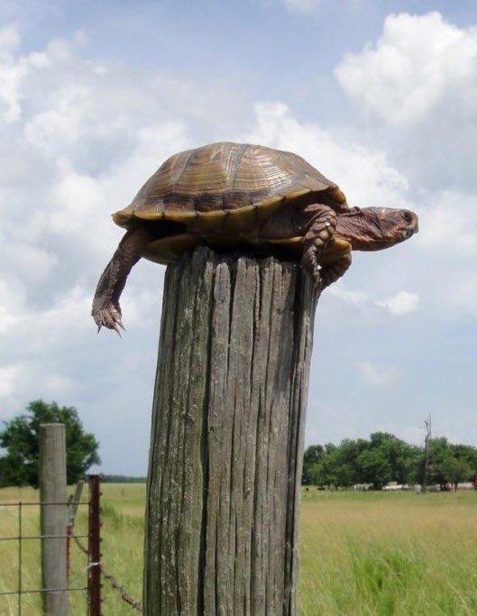 jerry_hirsch's tweet photo. @LanceMcAlister Fence Post Turtle. https://t.co/H0zRLBURV1