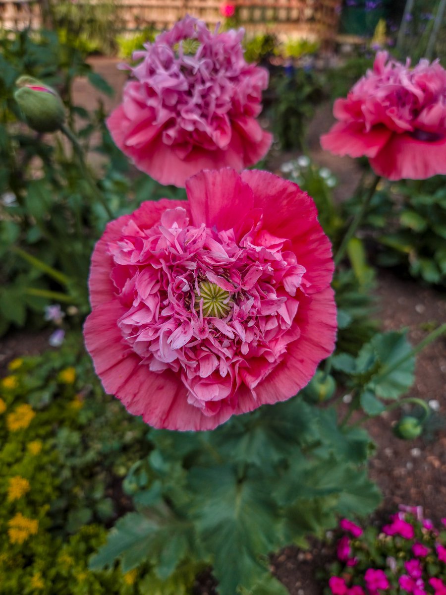 beckyround97's tweet photo. ~ opium poppy 🌸 https://t.co/XYg25c7gsZ https://t.co/Ao0RIdCqtG