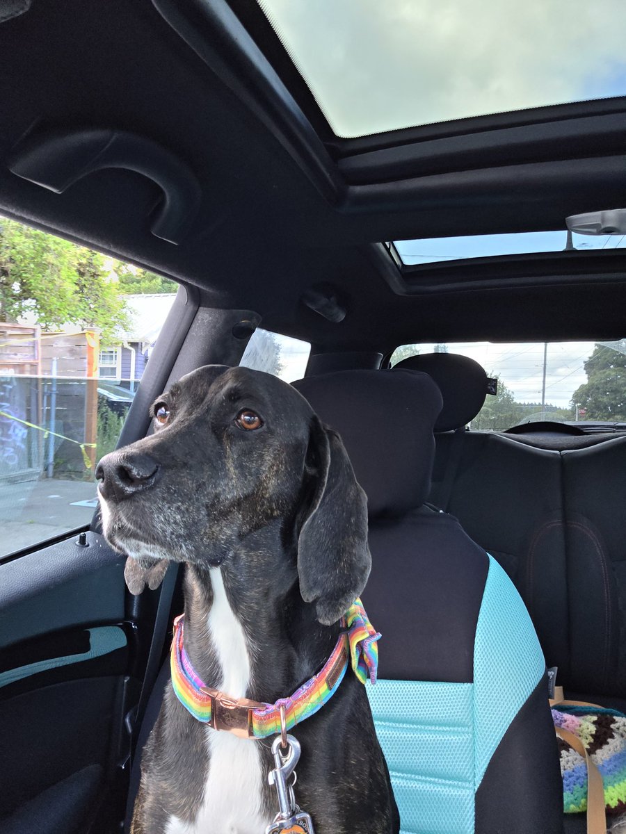 Justinpnn65's tweet photo. Mr Waylon enjoying some beach time on pride month¡¡
#pride #dogs #rescuedogs #AdoptDontShop #rescue #rescuedog #plotthound #treeingwalkercoonhound #coonhound #beach https://t.co/sxDbuBn0mw