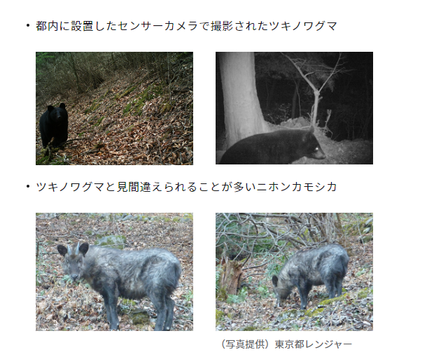 achelou_trpg's tweet photo. こわいツキノワグマ。かわいそうなニホンカモシカ。 https://t.co/k6QCgwsYoU