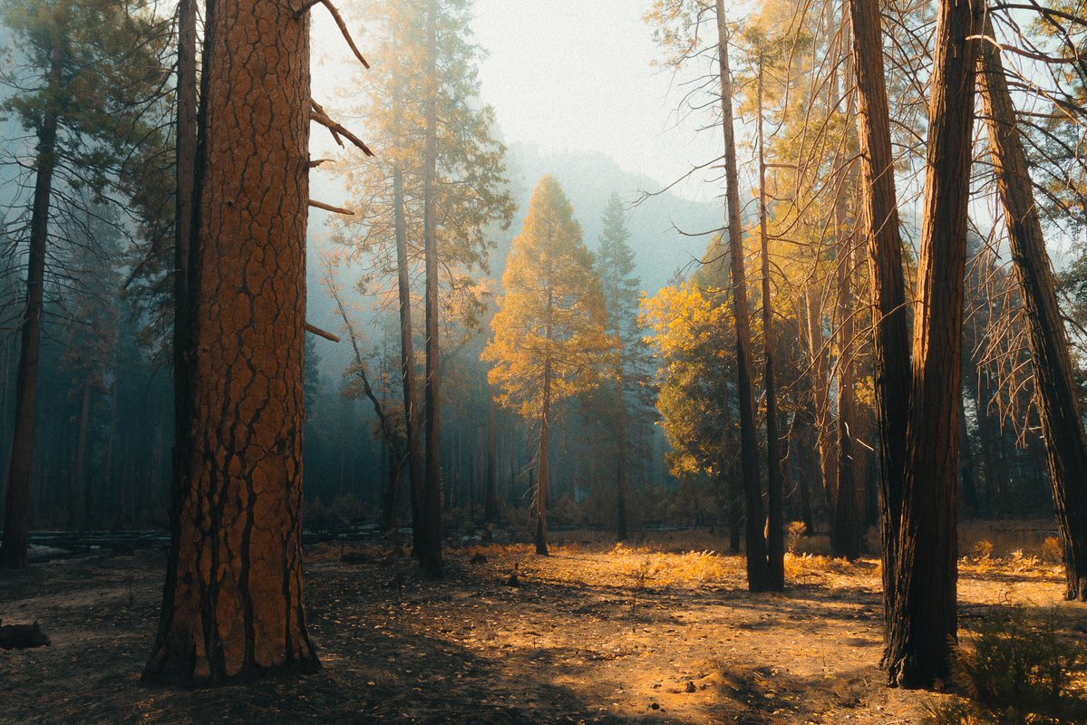 jeffmihaly's tweet photo. Chasing that good light in Yosemite https://t.co/33kZEZs25Q
