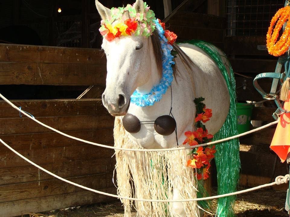 horseimage's tweet photo. ☀️🍉⛱️🌺🌊🥭 https://t.co/jXopVyC7hm