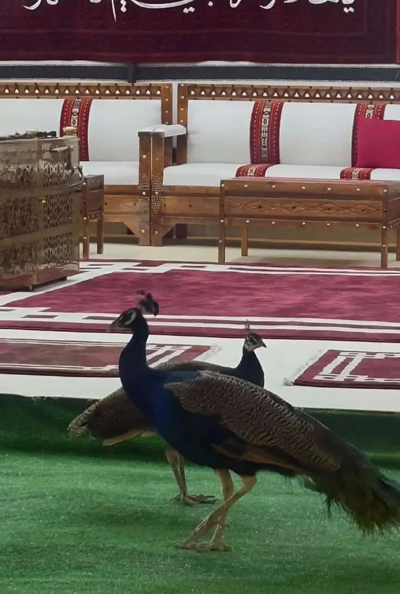 s9spi's tweet photo. لهذا السبب تقديس جمال الطاووس حاضر لدى جميع الثقافات والاديان لأنه ما يحاول يثبت شي جماله حاضر بطبيعته الوانه صاخبة وكل ما فتح ريشه تحس انك امام لوحة فنية مو كائن حي فيه فخامة وهدوء بنفس الوقت كأنه واثق من نفسه بدون استعراض زايد https://t.co/BCe0jeRpef