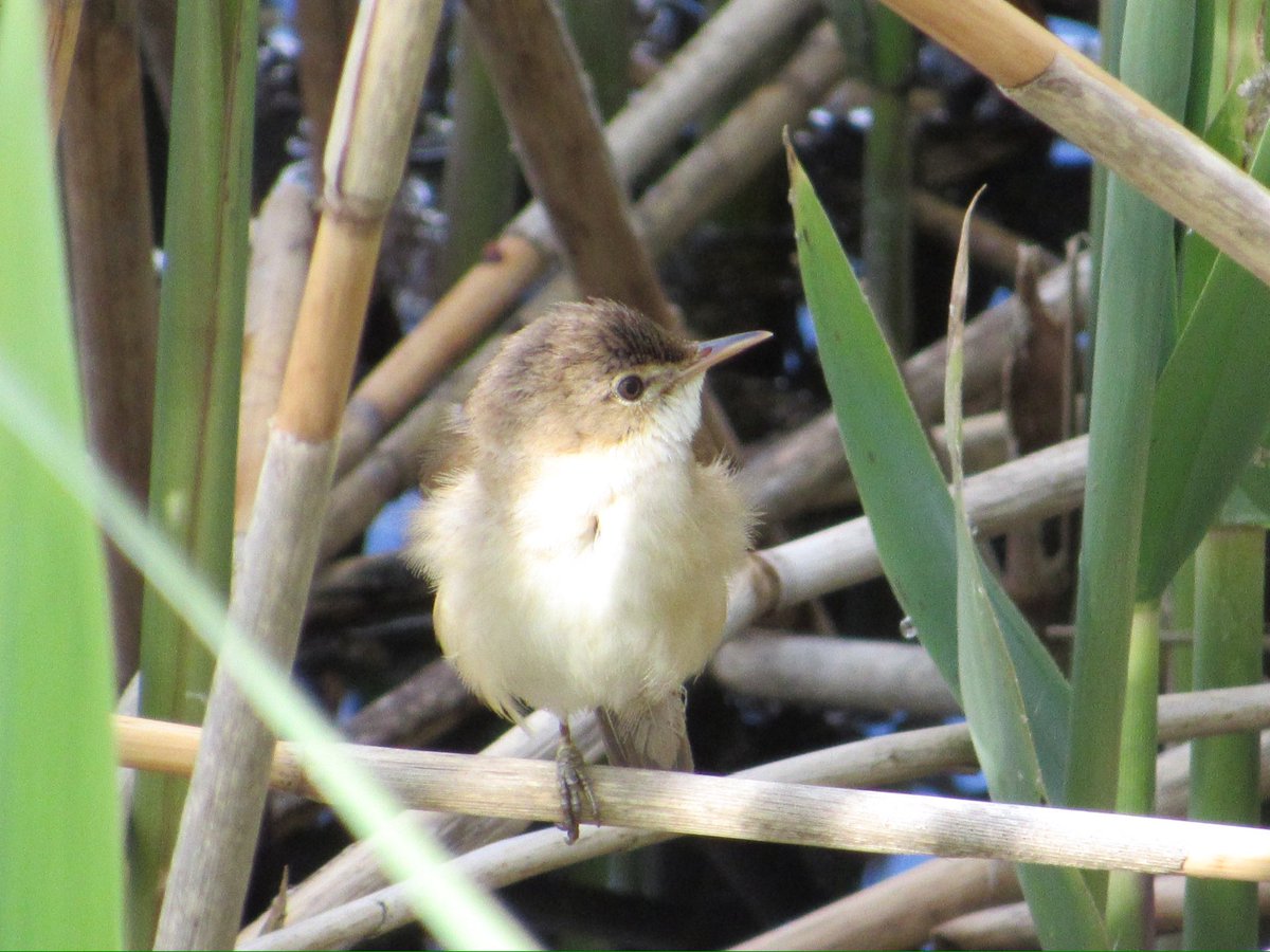 stephenhustwick's tweet photo. Reed Warblers playing hide &amp; seek the other day at Bolton-on-Swale 😁 @nybirdnews @teesbirds1 https://t.co/ATKloppE0m