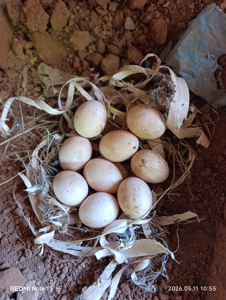 faraja_zungu's tweet photo. Kuna sababu kuu mbili kama siyo tatu za kununua aina hii ya tenga hapa shambani kwetu:

1. Kuongeza idadi ya mayai na vifaranga.
Pindi tunapo watenga vifaranga na mama zao inakuwa rahisi kwa kuku kuanza kutaga haraka hivyo kuongeza idadi ya vifaranga. https://t.co/GQbuZIDjbb